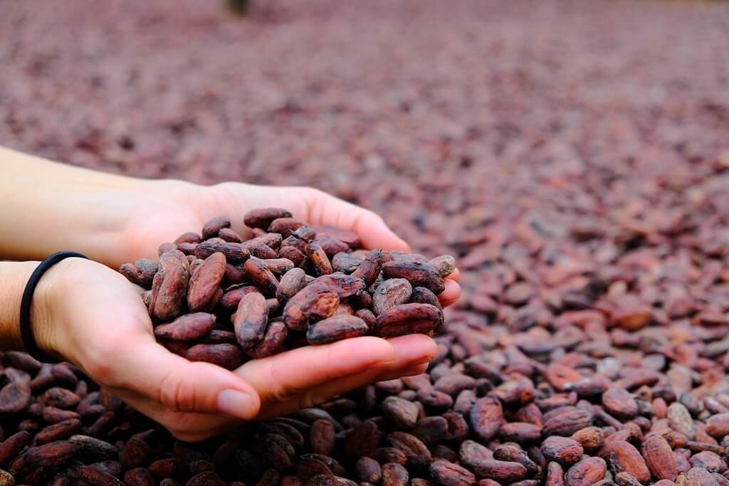 El cacao de Santo Tomé, un imprescindible del país