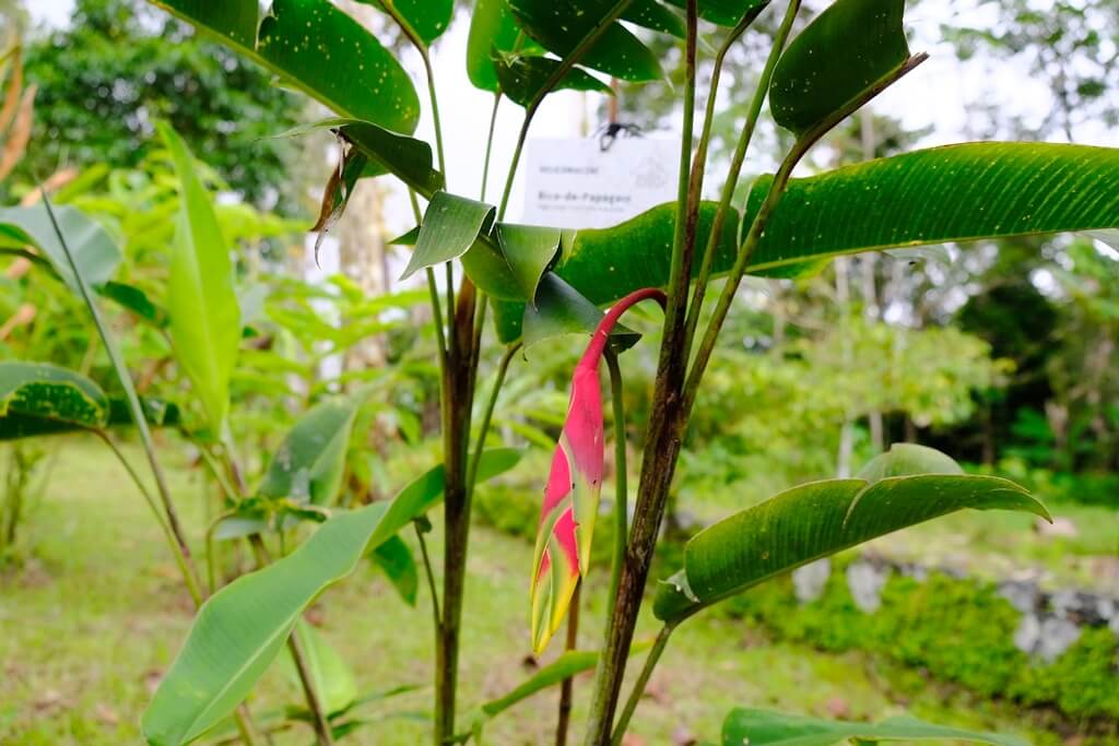 Jardín Botánico do Bom Suceso. Qué ver en Santo Tomé
