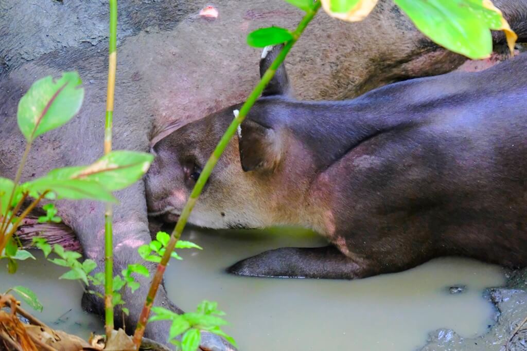 Parque Nacional de Corcovado, la joya de Costa Rica
