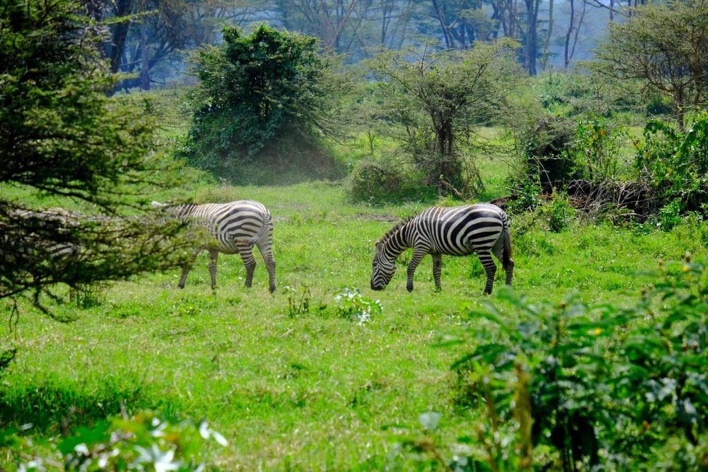 Cebras en el Lago Nakuru