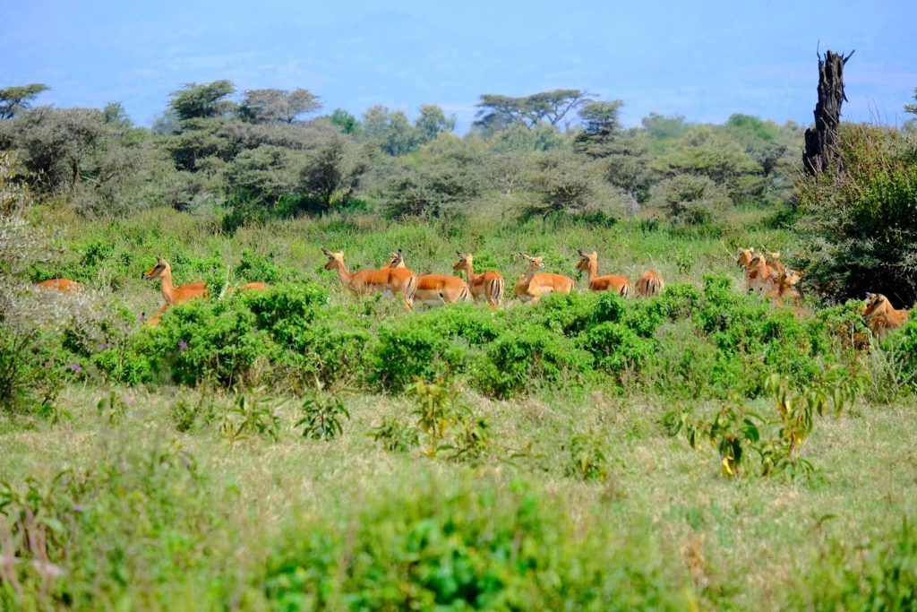 Manadas de antílopes dentro del Parque Nacional del Lago Nakuru, Kenia