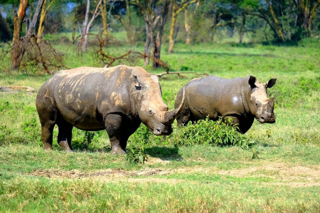 Rinocerontes blancos del Lago Nakuru, Kenia