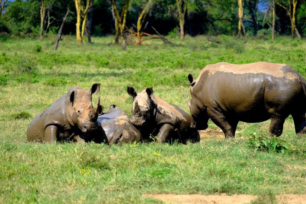 Rinocerontes blancos