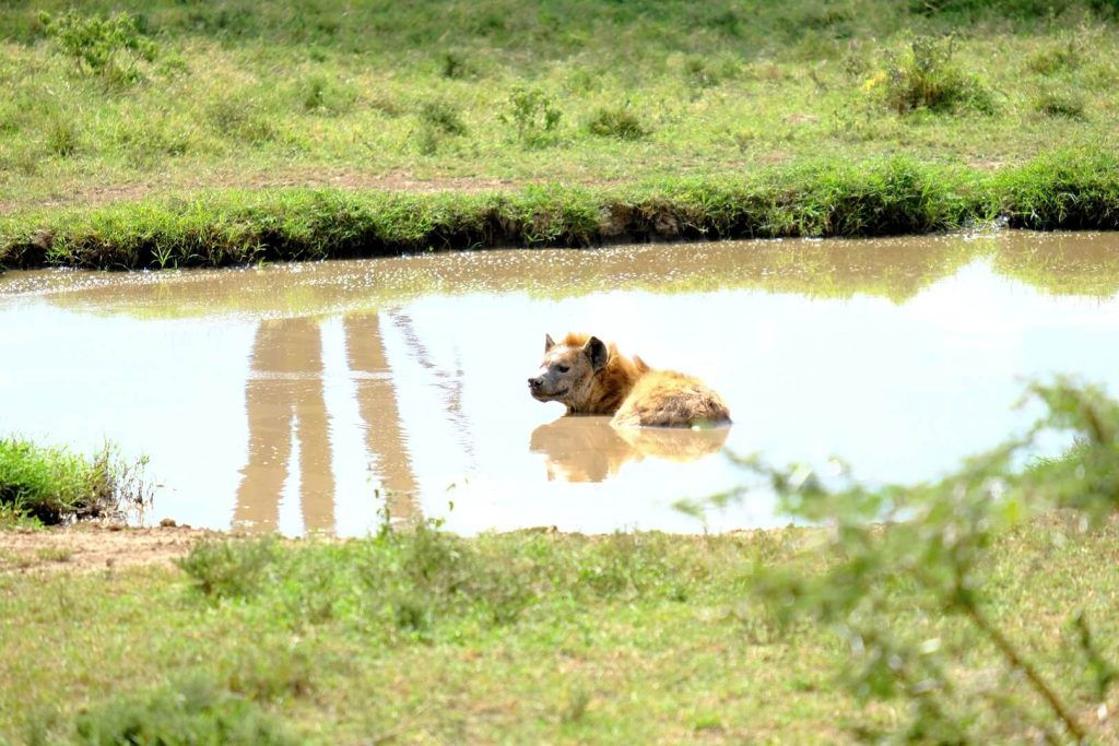 Una hiena descansa plácidamente en una charca