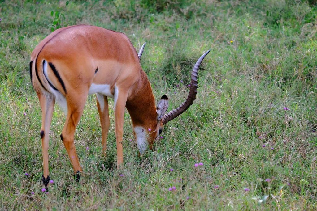 Un antílope pasta en el Lago Nakuru
