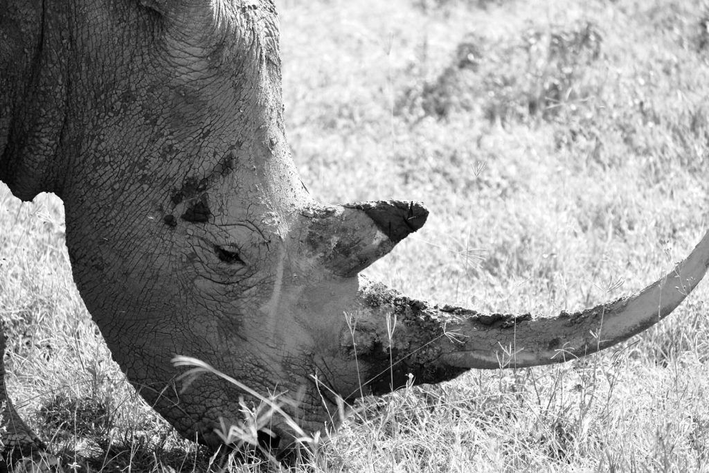 Rinoceronte blancos del Lago Nakuru, Kenia