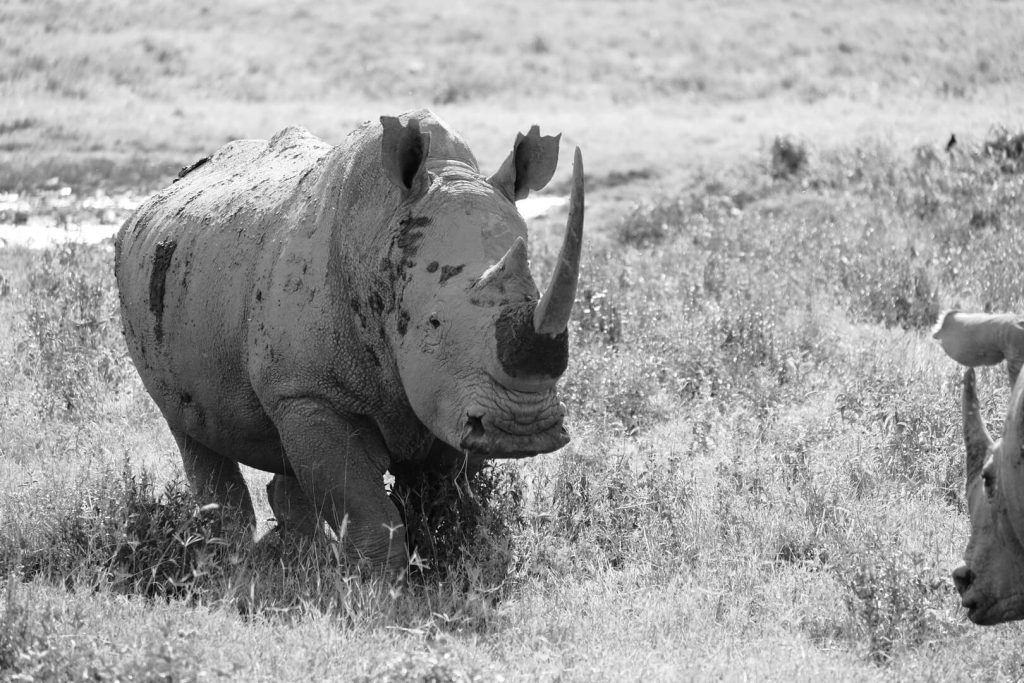 Rinocerontes blancos del Lago Nakuru, Kenia
