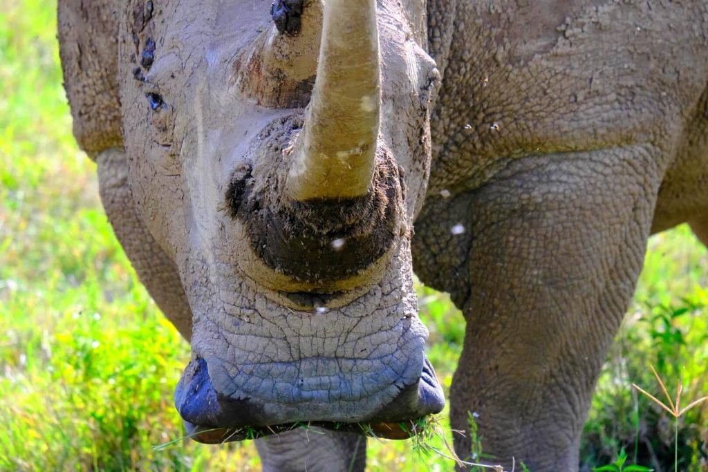 Lago Nakuru, qué ver en uno de los Parques más espectaculares de Kenia
