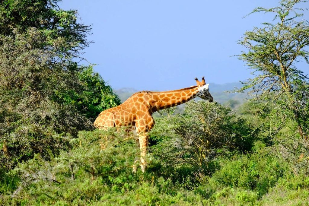 Lago Nakuru, qué ver en uno de los Parques más espectaculares de Kenia
