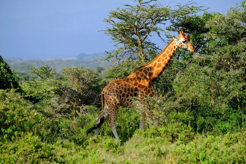  Jirafas Rothschild del Lago Nakuru, Kenia