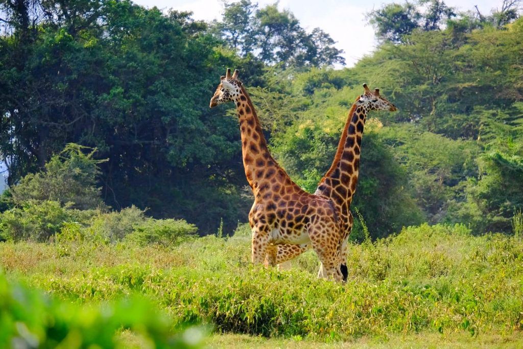  Jirafas Rothschild del Lago Nakuru, Kenia