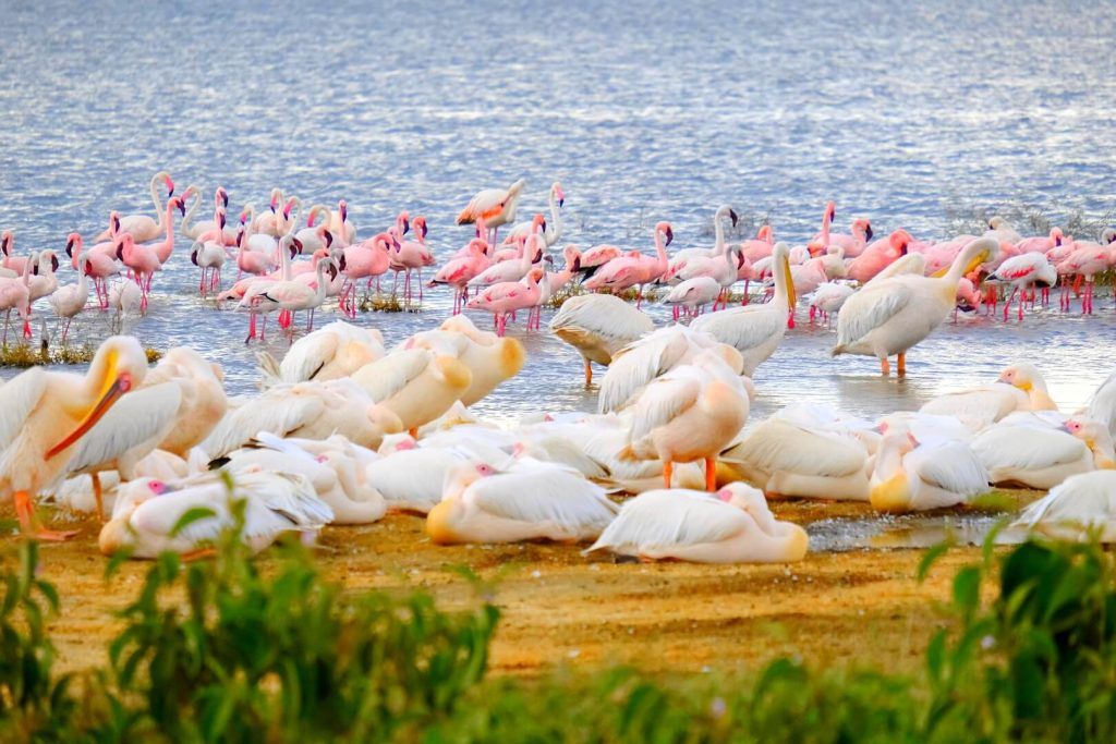 Flamencos y pelícanos en el agua del Lago Nakuru