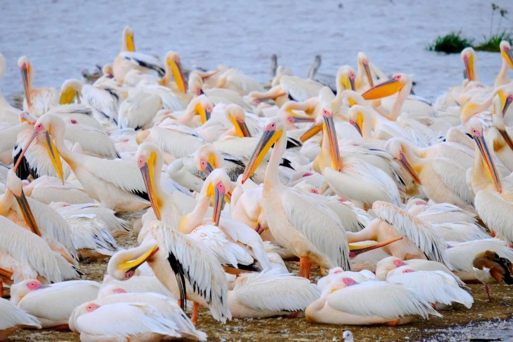 Pelícanos en el agua 