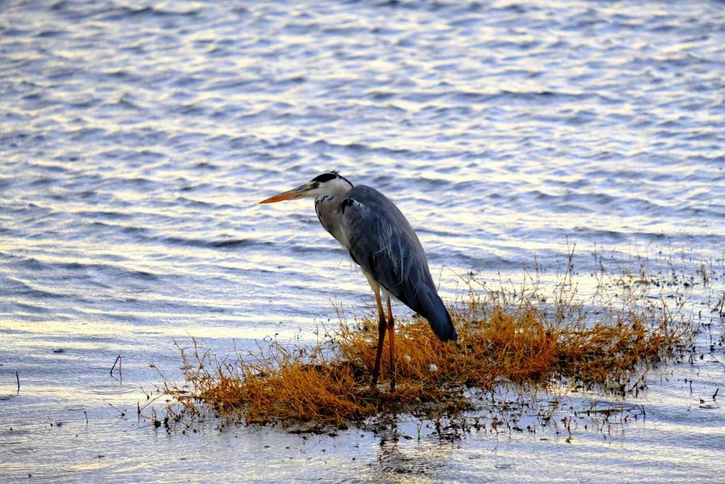 Garza, Lago Nakuru, imprescindibles de Kenia