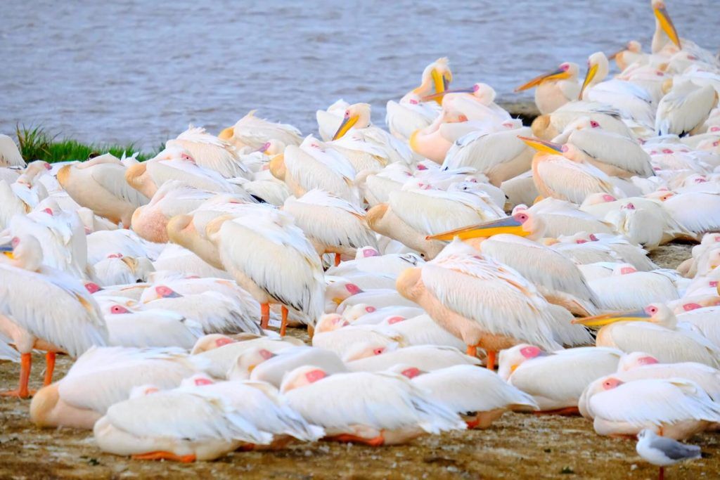 Lago Nakuru, qué ver en uno de los Parques más espectaculares de Kenia