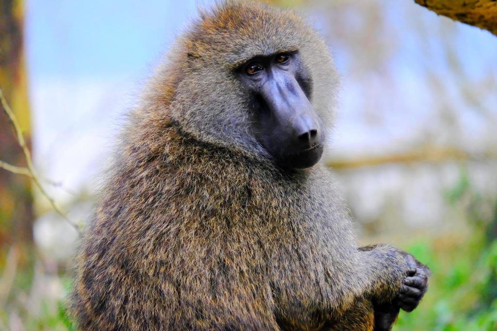 Babuino en el Lago Nakuru