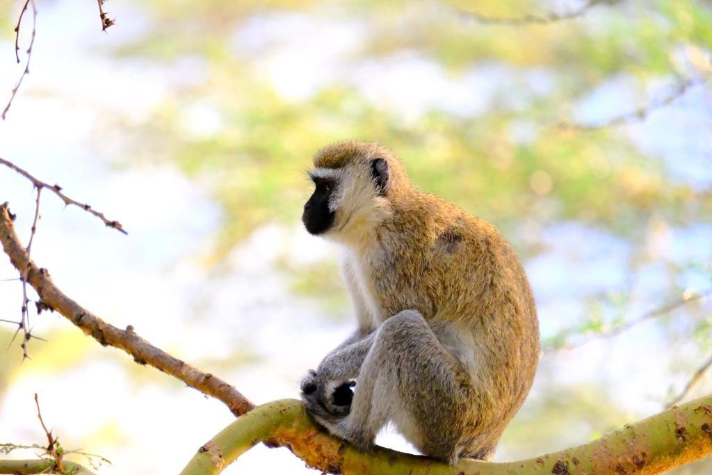 Lago Nakuru, imprescindibles de Kenia