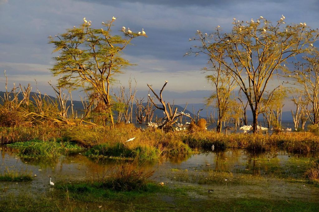 Lago Nakuru, imprescindibles de Kenia