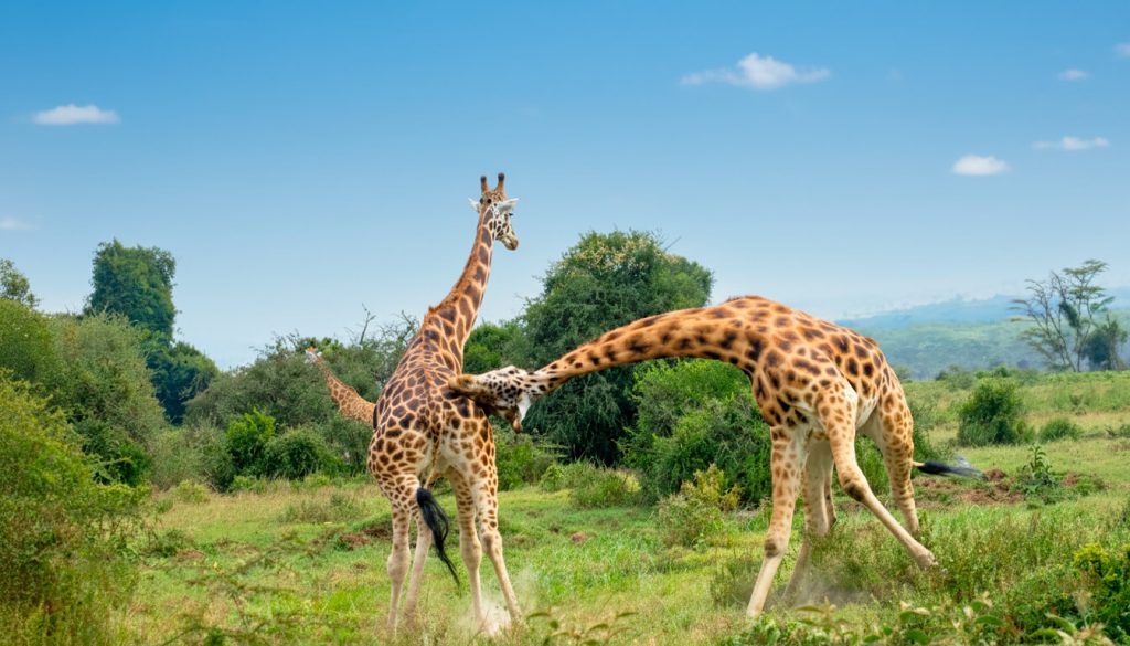 Dos jirafas peleando
