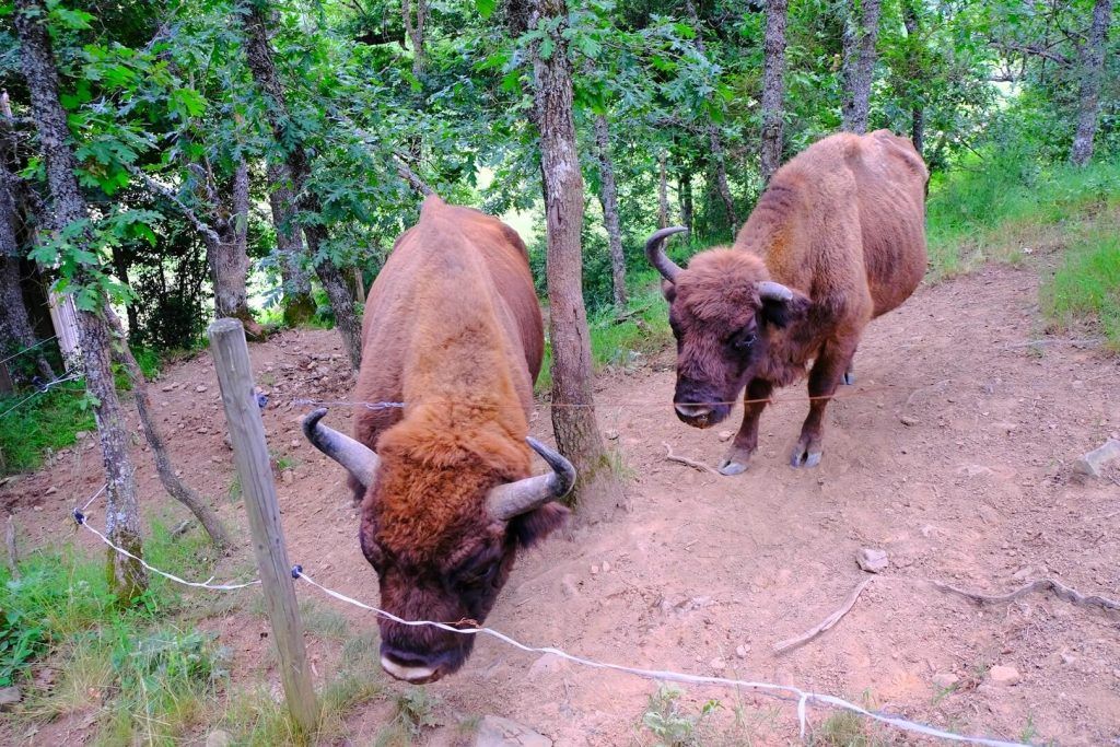 Reserva de Bisonte Europeo (BisonBonasus)