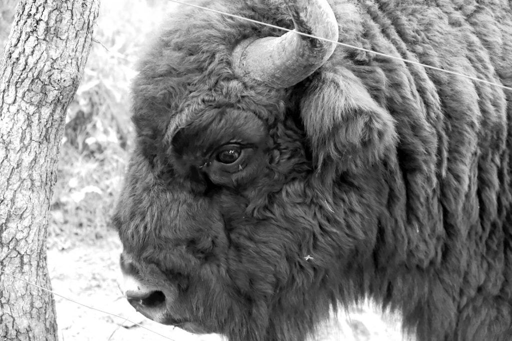 Reserva de Bisonte Europeo (BisonBonasus)