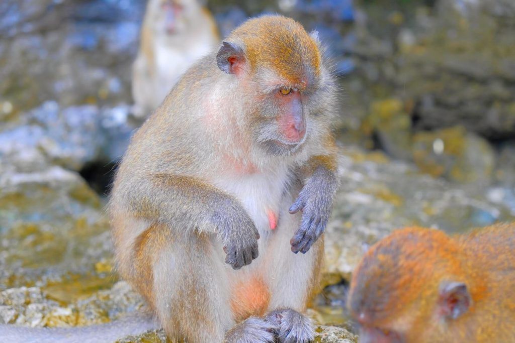 Krabi y alrededores: qué ver y qué hacer en uno de los paraísos de Tailandia