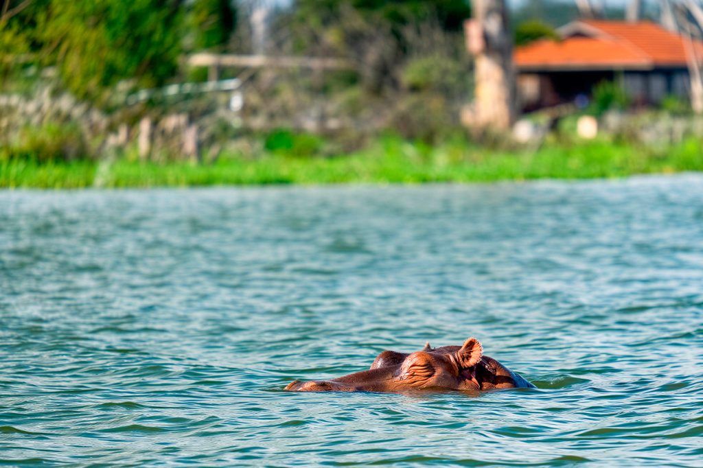 Hipopótamos en el Lago Naivasha, Kenia