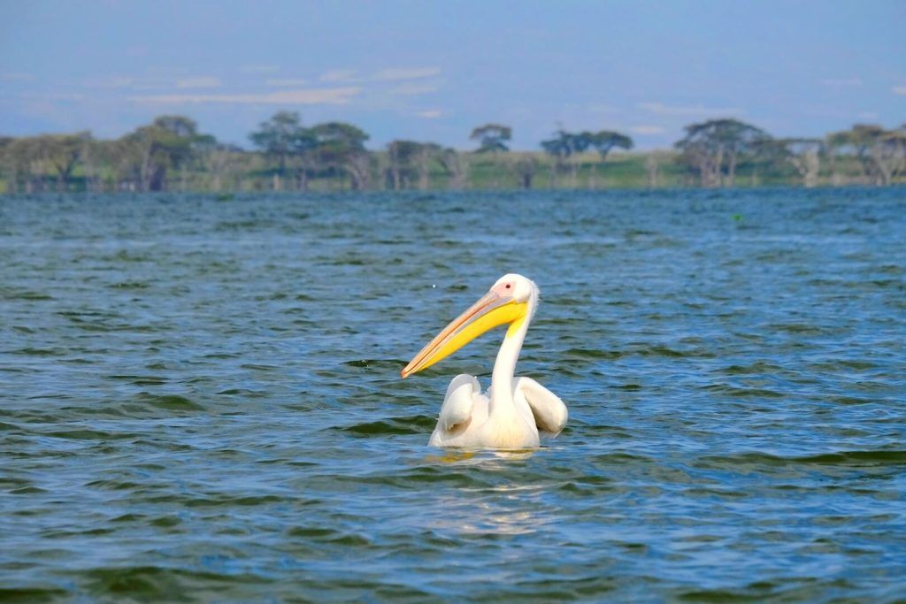 Un pelícano en las aguas del Lago Naivasha, Kenia