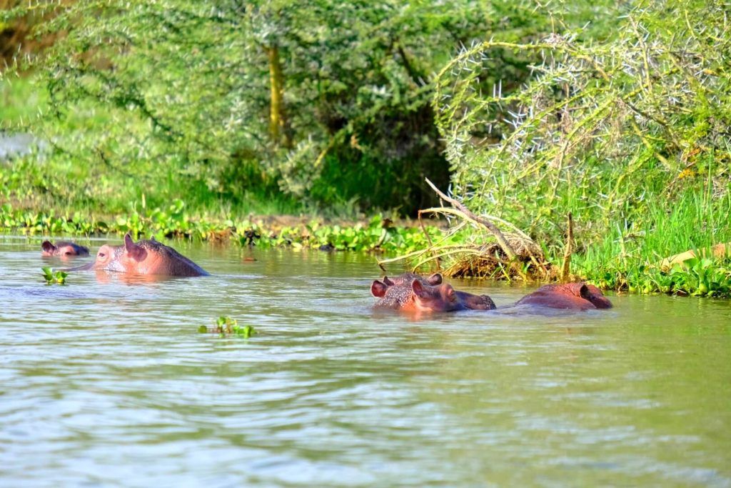 Hipopótamos en el Lago Naivasha, Kenia