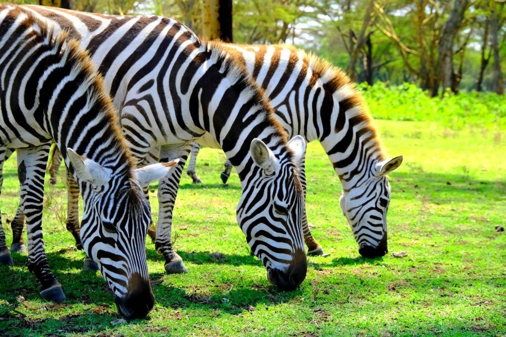 Qué ver en Naivasha, el lago de los hipopótamos en Kenia