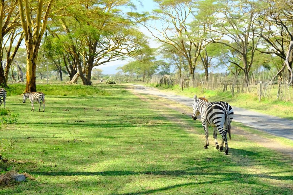Crescent Island, un safari a pie