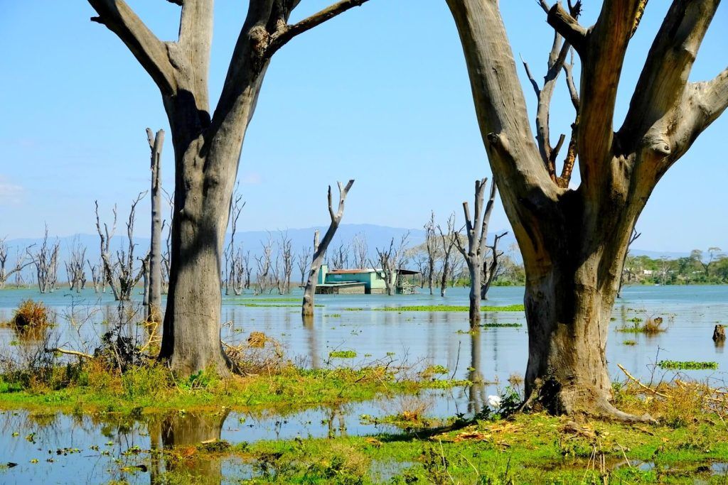 Crescent Island, un safari a pie
