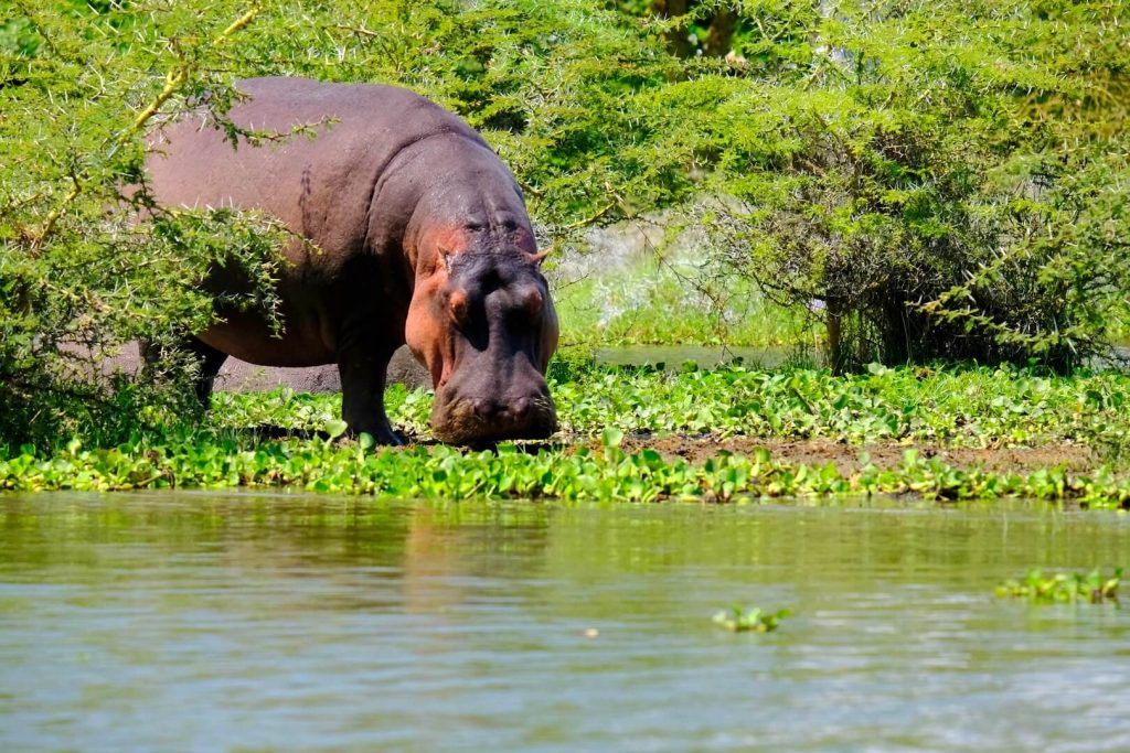 Hipopótamos en el Lago Naivasha, Kenia