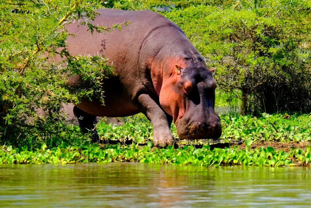 Qué ver en Naivasha, el lago de los hipopótamos en Kenia