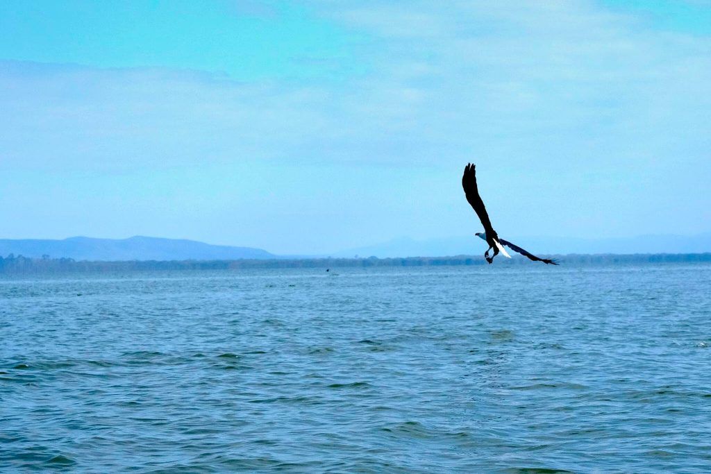 Águila Pescadora en el Lago Naivasha, Kenia