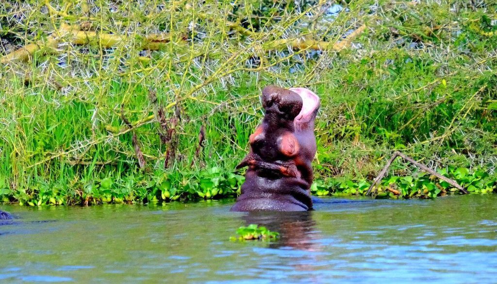 Hipopótamos en el Lago Naivasha, Kenia