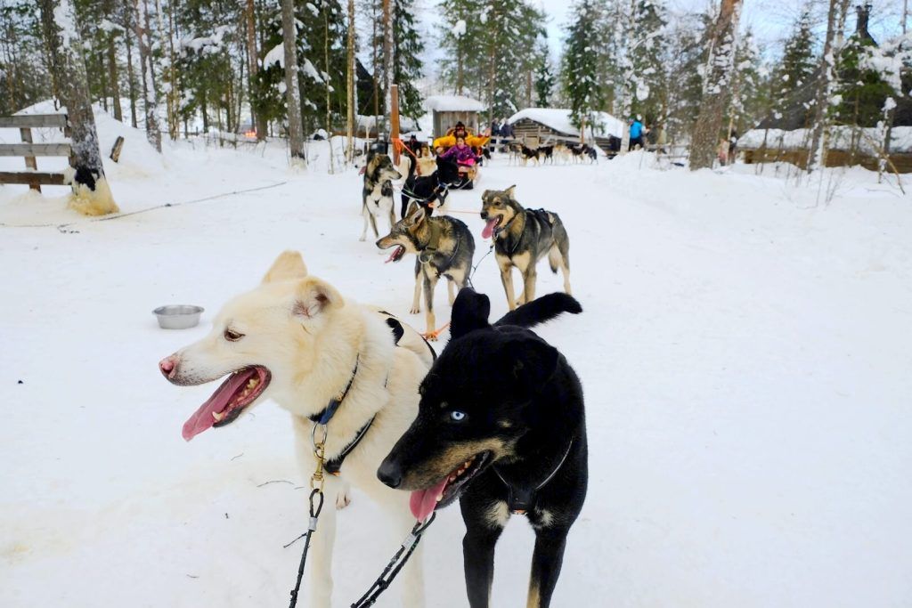 Paseo en trineo tirado por Huskies, una experiencia que debe ser respetuosa