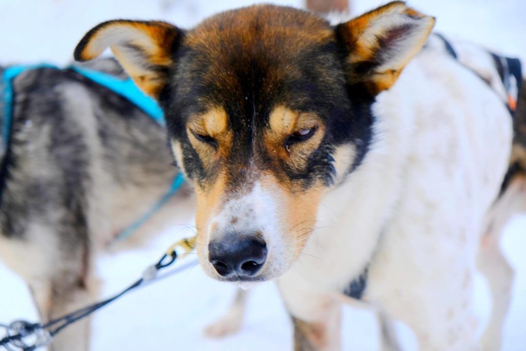 Paseo en trineo tirado por Huskies, una experiencia que debe ser respetuosa