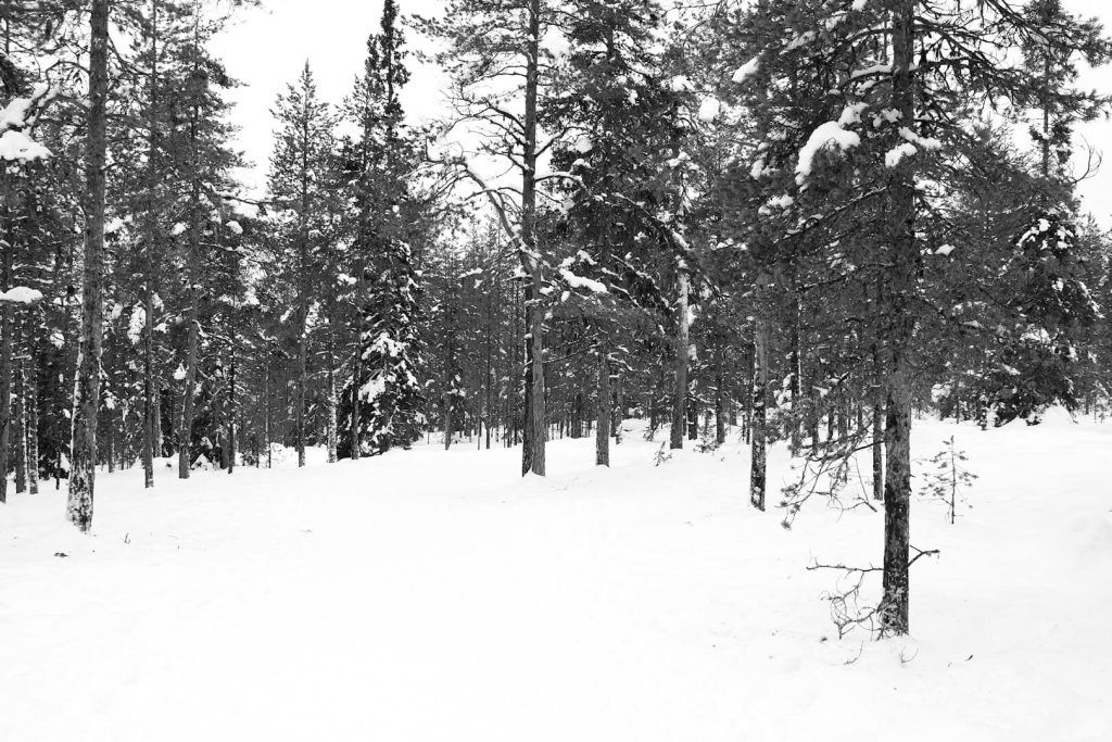 Trekkings y caminatas por los bosques de Laponia