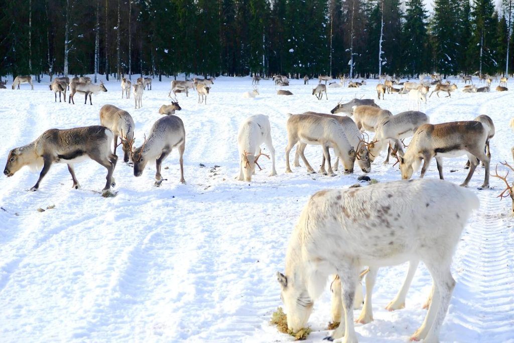 Visitamos una granja de renos, imprescindible en Laponia