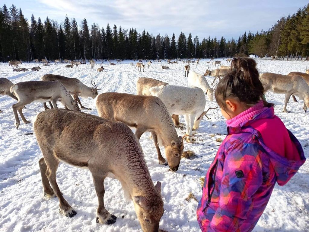 Visitamos una granja de renos, imprescindible en Laponia